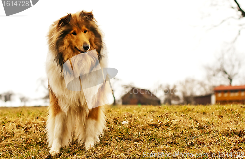 Image of collie
