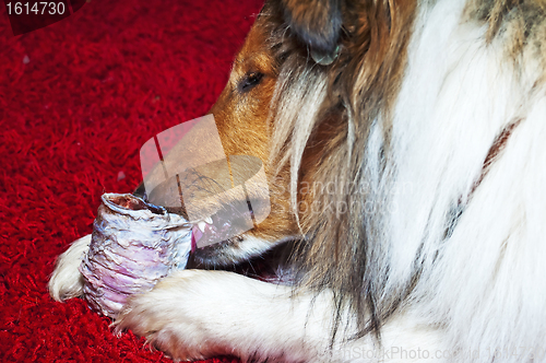Image of collie dog bites pharynx