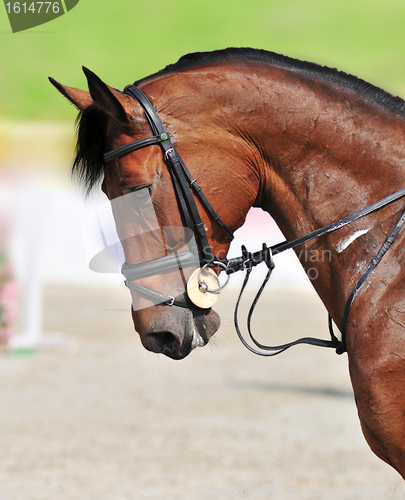 Image of Horse riding - closeup