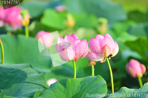 Image of Sacred lotus flower living fossil (close up)