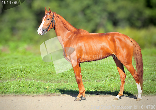 Image of Red Racing mare