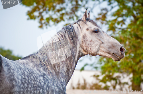 Image of evening portrait gray horse on ranch paddoÑk