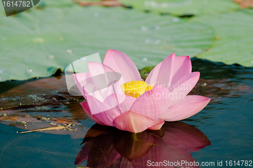 Image of Sacred lotus flower living fossil (close up)