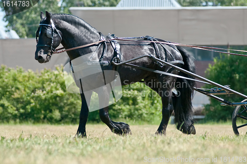 Image of Black friesian horse carriage driving