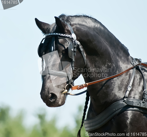 Image of portrait black friesian horse carriage driving