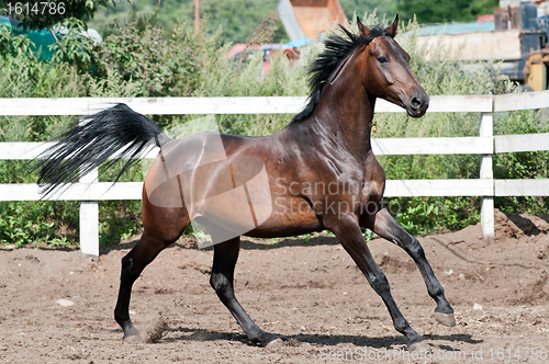 Image of Bay horse runs gallop on paddok