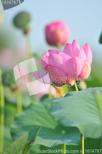 Image of Sacred lotus flower living fossil (close up)