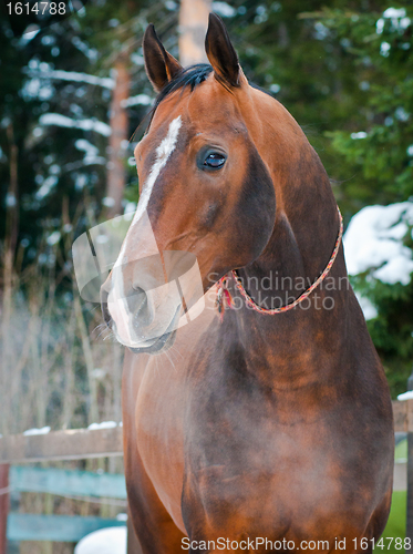 Image of Bay horse on winter's paddock