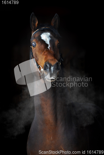 Image of Bay horse in dark, clouds of steam