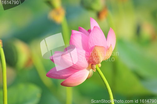 Image of Sacred lotus flower living fossil (close up)