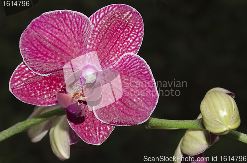 Image of orchid purple on black