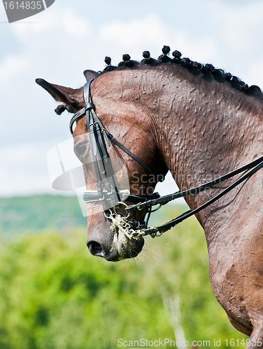 Image of Beautiful sport dressage horse