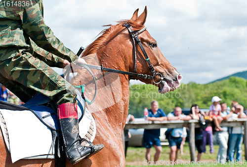 Image of Racing horse befor the start
