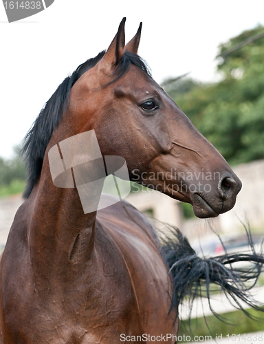 Image of Portrait bay horse in the paddock