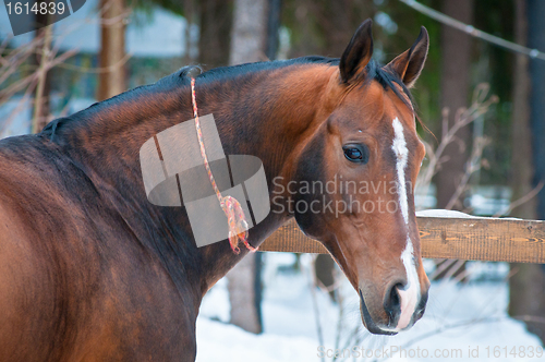 Image of Bay horse on winter's paddock