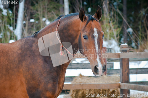 Image of Bay horse on winter's paddock