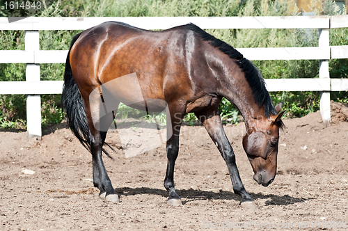 Image of Bay horse in the paddock