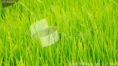 Image of Green grass background texture straight 