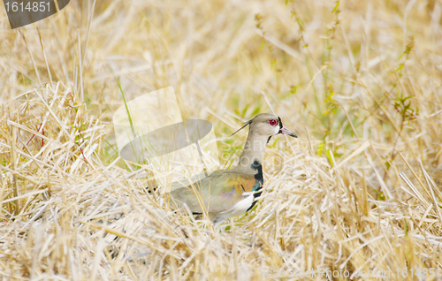 Image of Photo of a southern lapwing bird (vanellus chilensis)