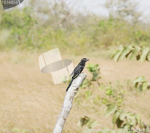 Image of Smooth-billed Ani (Crotophaga ani) perched on a branch 