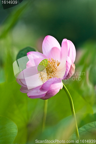 Image of Sacred lotus flower living fossil (close up)