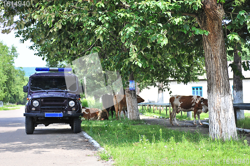 Image of Russian rural police car and cow