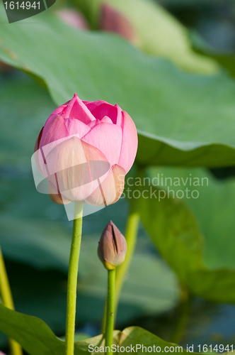 Image of Sacred lotus flower living fossil (close up)