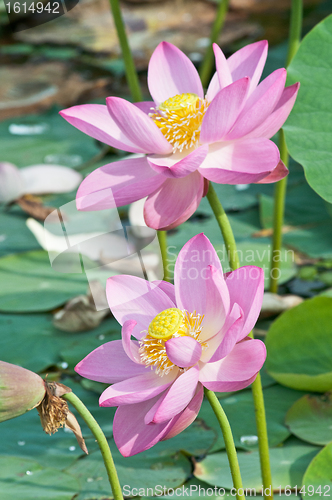 Image of Sacred lotus flower living fossil (close up)