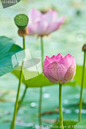 Image of Sacred lotus flower living fossil (close up)