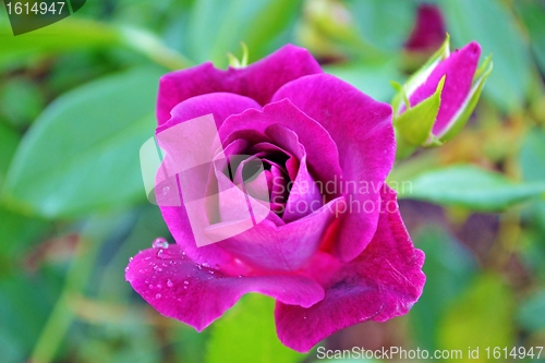Image of Purpel Rose
