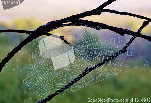 Image of wet Spiderweb