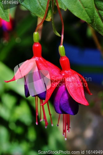 Image of Fuchsia Blossom