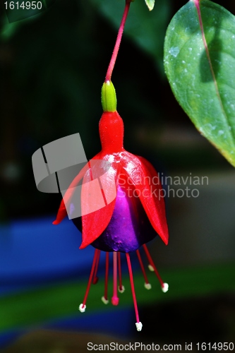 Image of Fuchsia Blossom