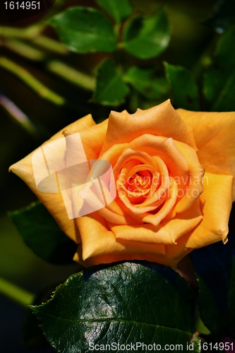Image of Orange Rose