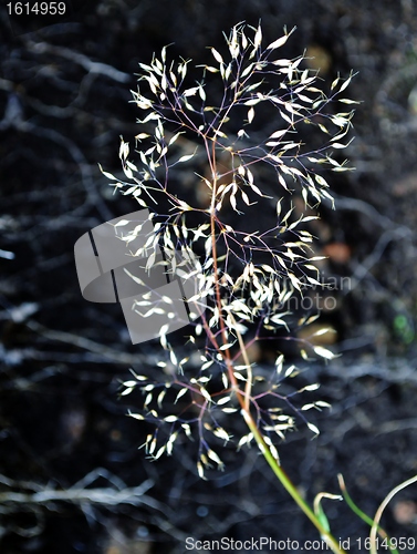 Image of Wild Flower