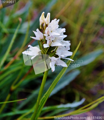 Image of Wild Flower