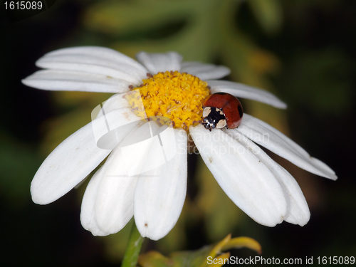 Image of Ladybug