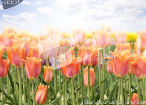 Image of Tulips Field