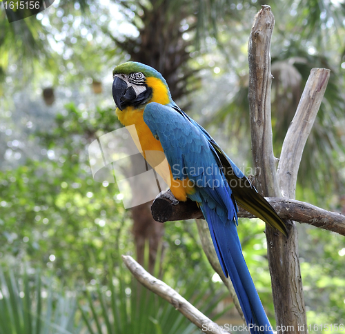 Image of Macaw Parrot