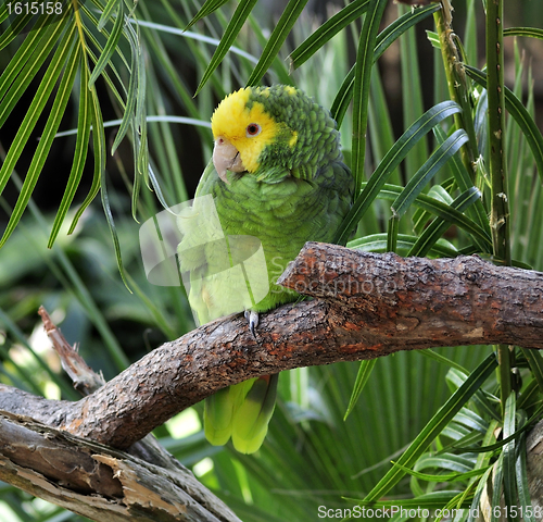 Image of Green Parrot