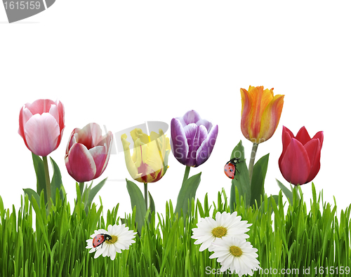 Image of Tulips