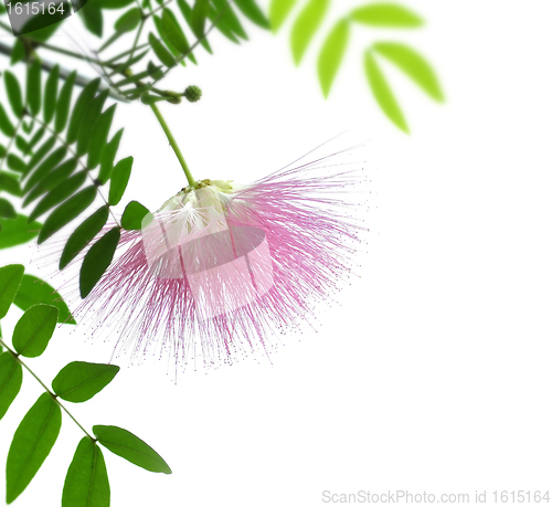 Image of Blushing Sunburst Blossom 