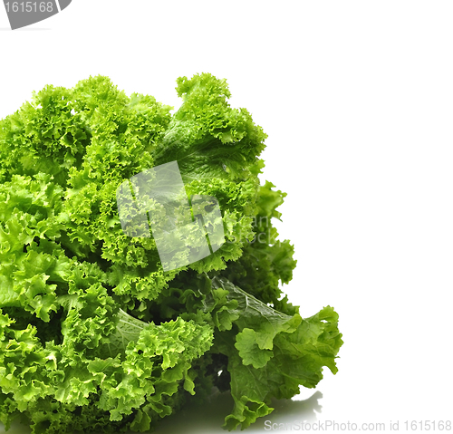 Image of  Mustard Green Leaves