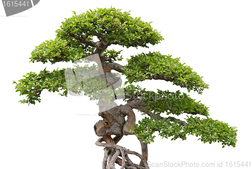 Image of Bonsai, green elm tree on white background