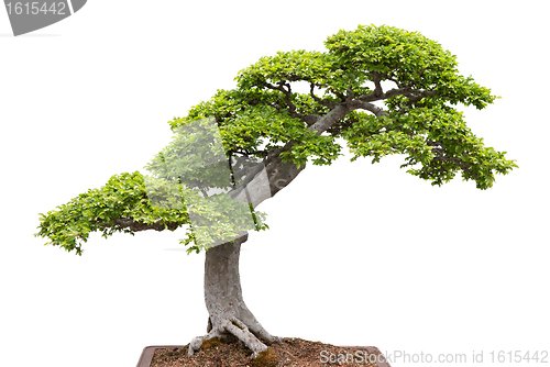 Image of Green bonsai tree on white background