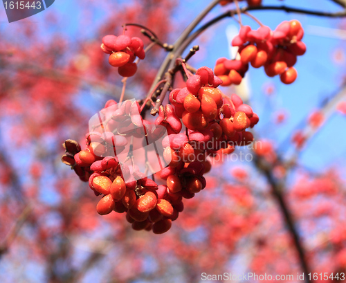 Image of Spindle fruit