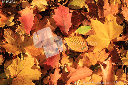 Image of Autumn leaves