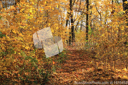 Image of Forest