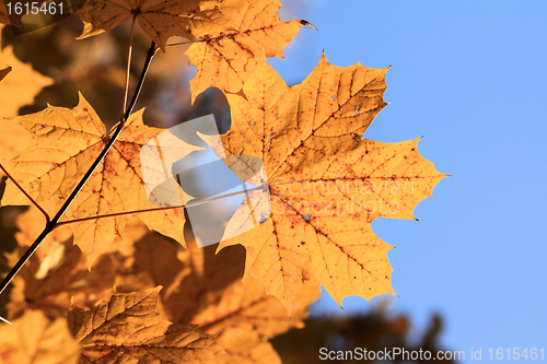Image of Maple tree leaves