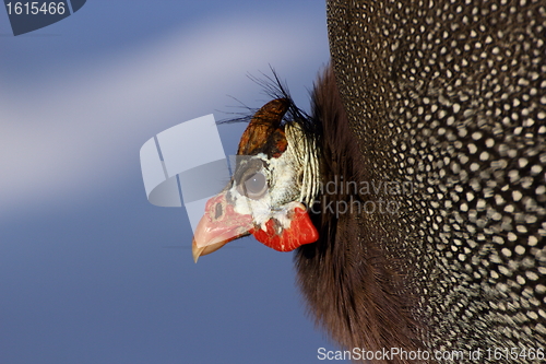 Image of colorful guinea hen